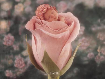 le rose